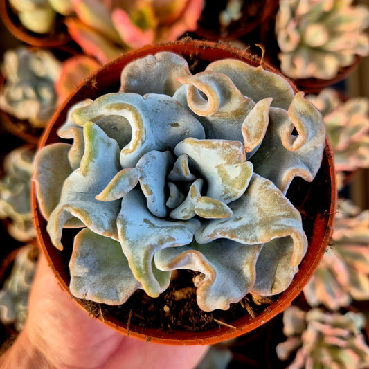 Echeveria « Queen Crown »
