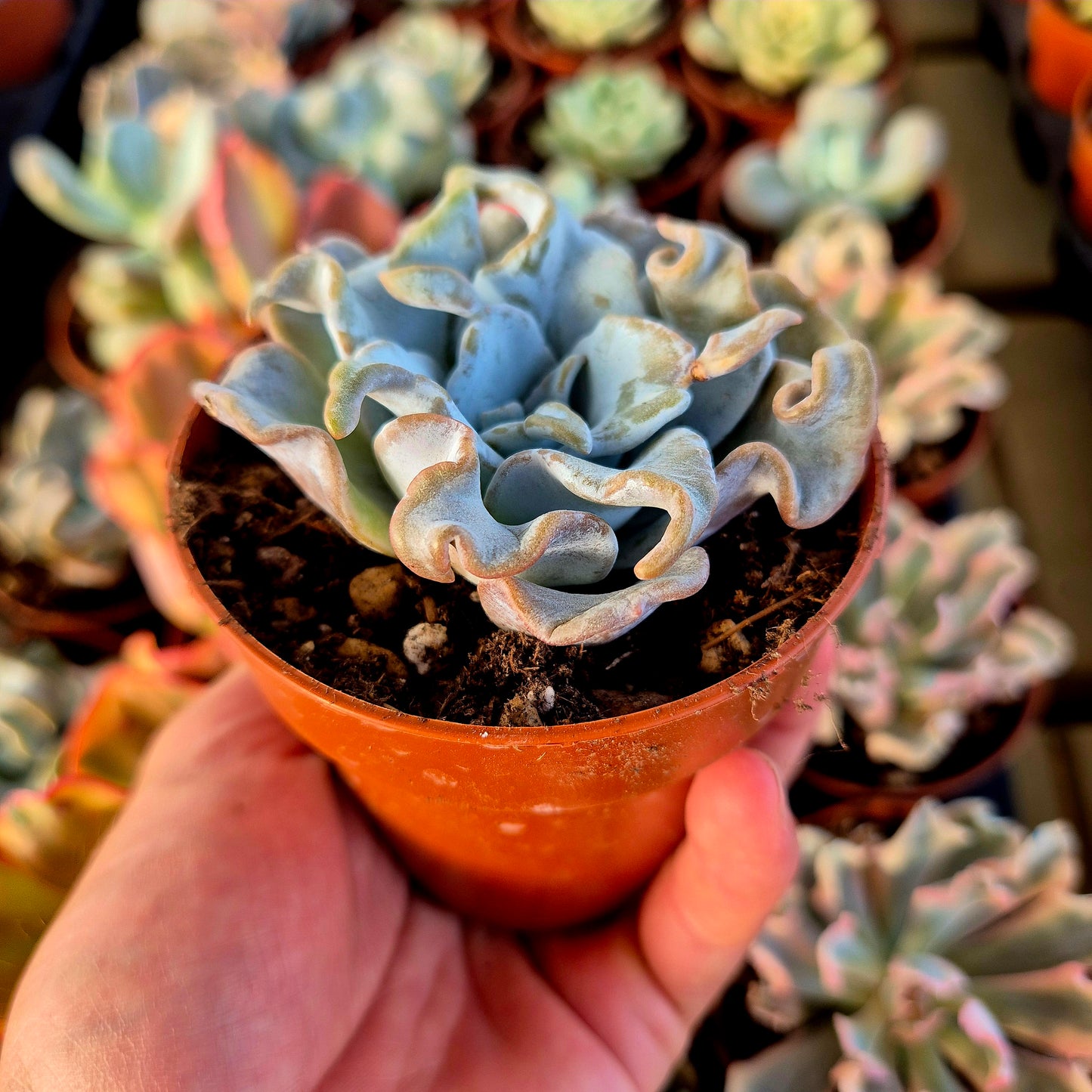 Echeveria "Corona della Regina"