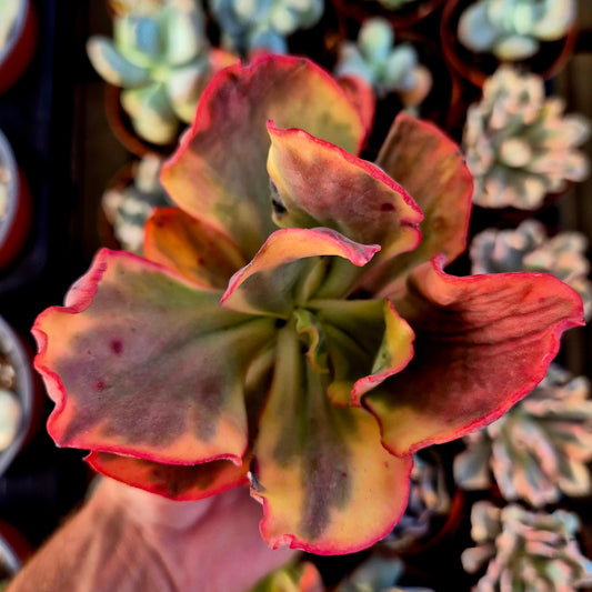 Echeveria "Flamingo" variegada