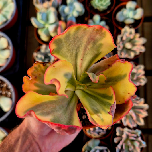 Echeveria "Flamingo" variegada