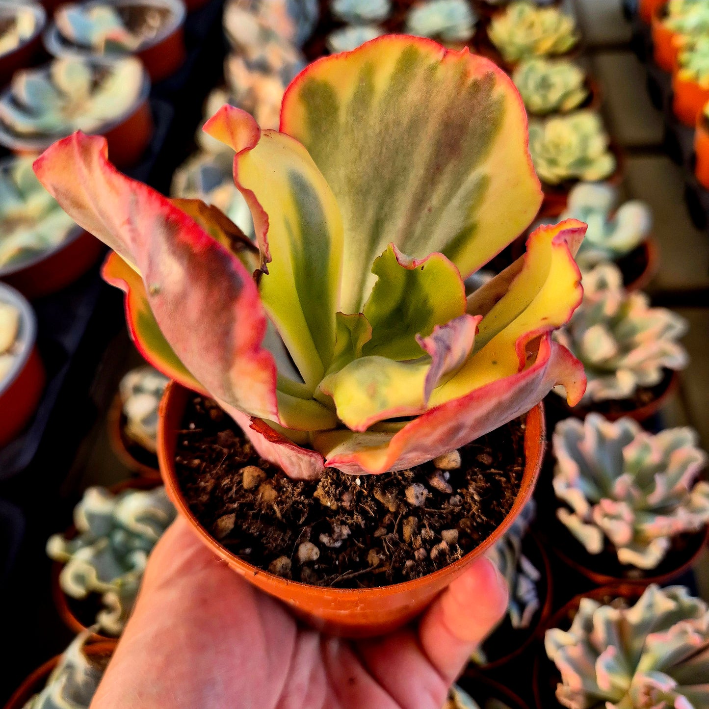 Echeveria "Flamingo" variegada