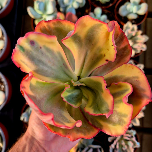 Echeveria "Flamingo" variegada