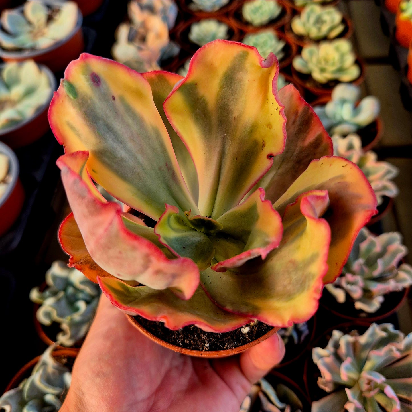 Echeveria "Flamingo" variegada