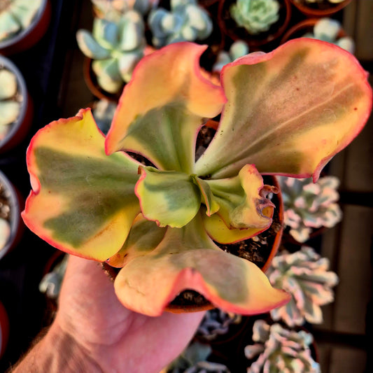Echeveria "Flamingo" variegada