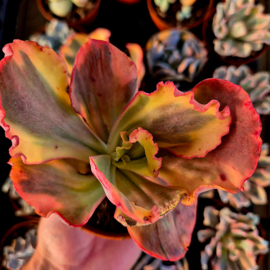 Echeveria "Flamingo" variegada
