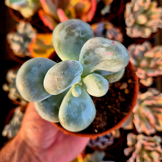 Pachyphytum « Botox »