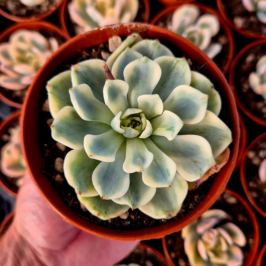 Echeveria "Sitifukumiama" panachée