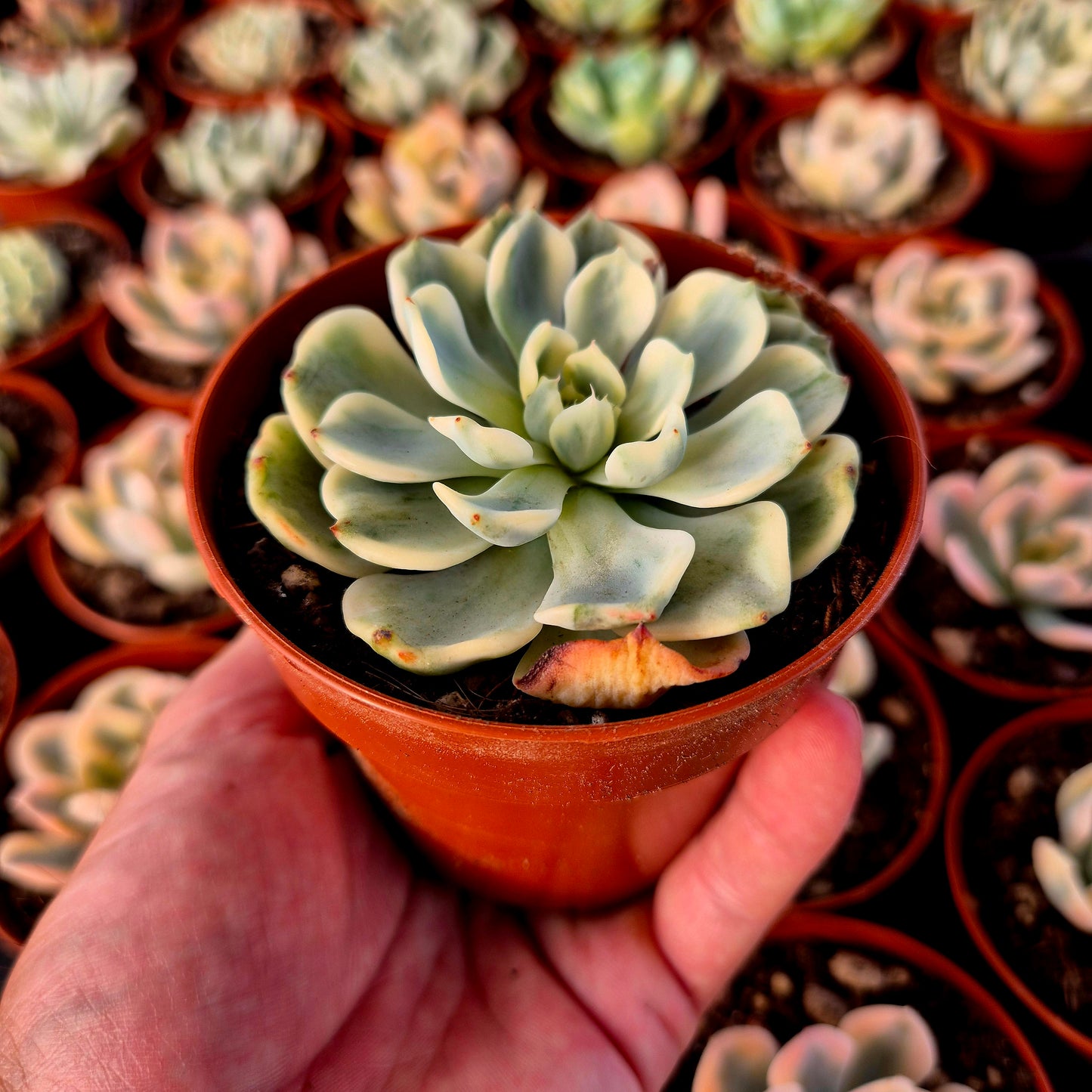 Echeveria "Sitifukumiama" panachée