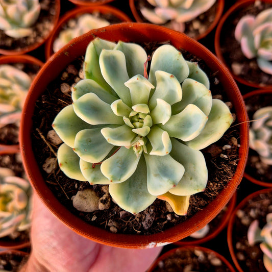 Echeveria "Sitifukumiama" panachée