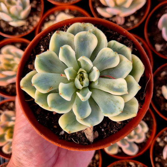 Echeveria "Sitifukumiama" panachée