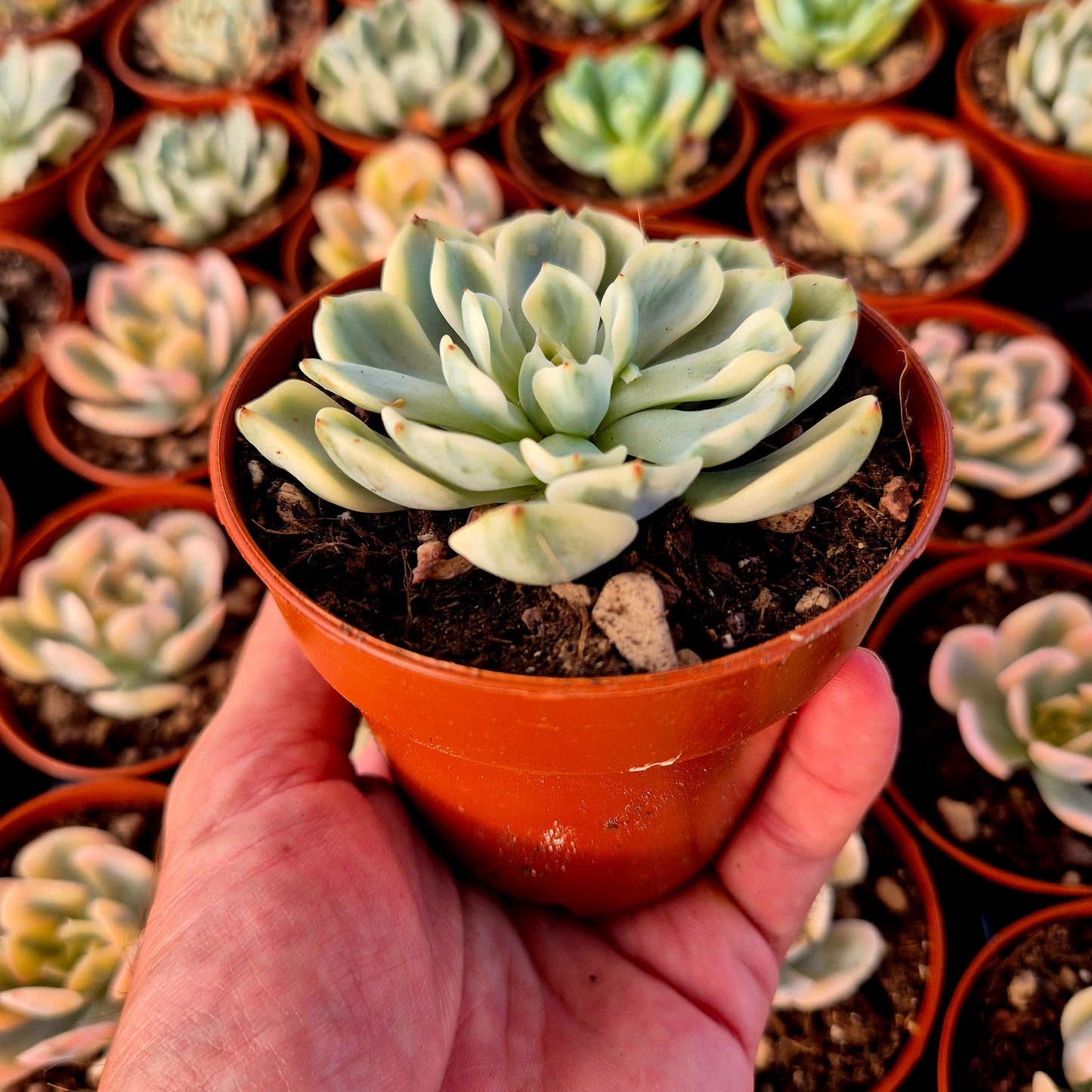 Echeveria "Sitifukumiama" panachée