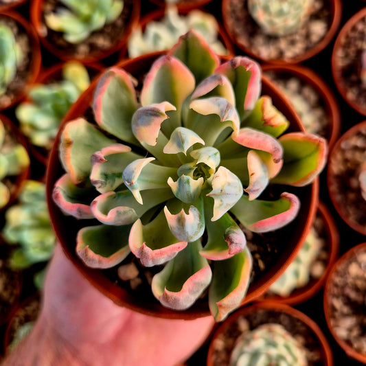 Echeveria "Raindrops" panaché