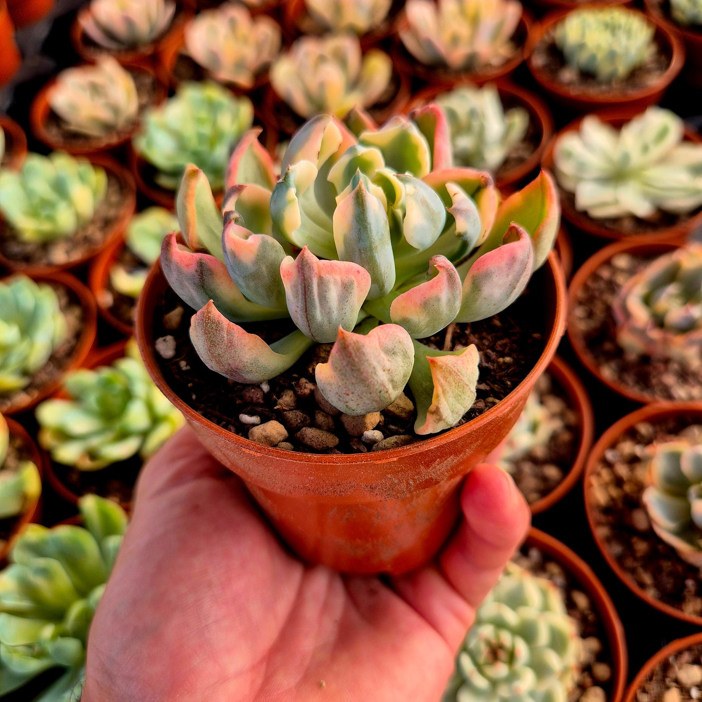 Echeveria "Raindrops" panaché