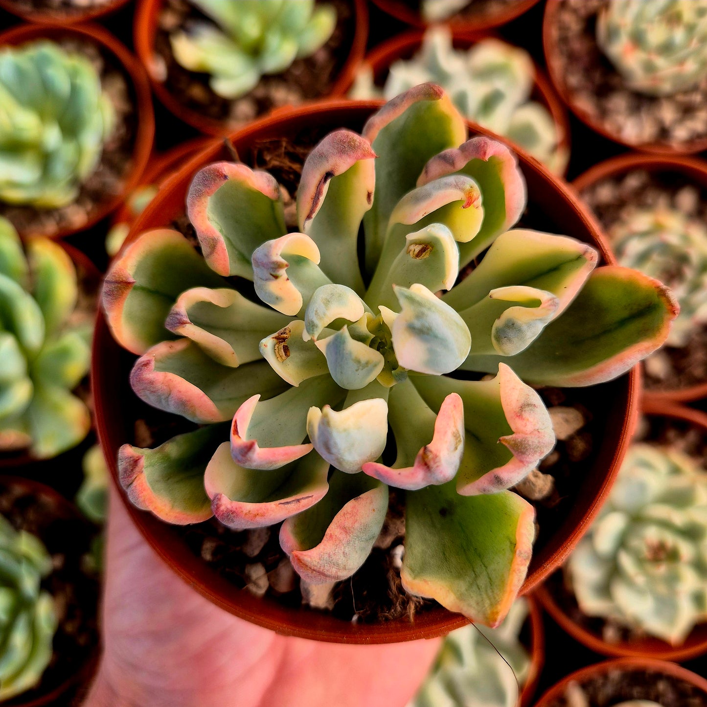 Echeveria "Raindrops" panaché