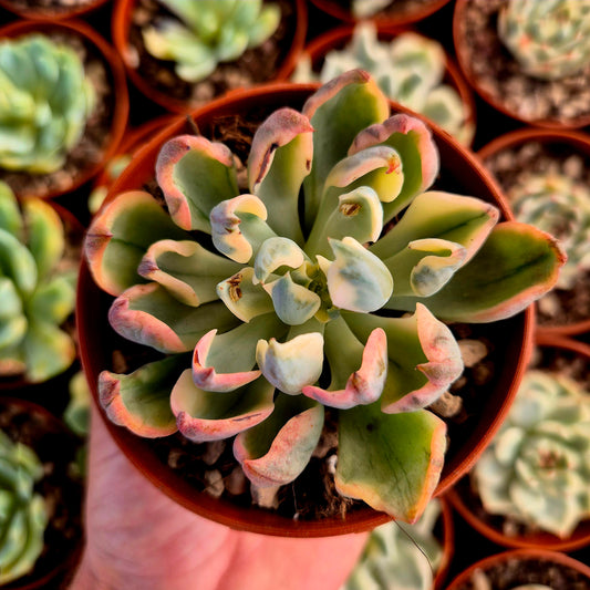 Echeveria "Raindrops" panaché