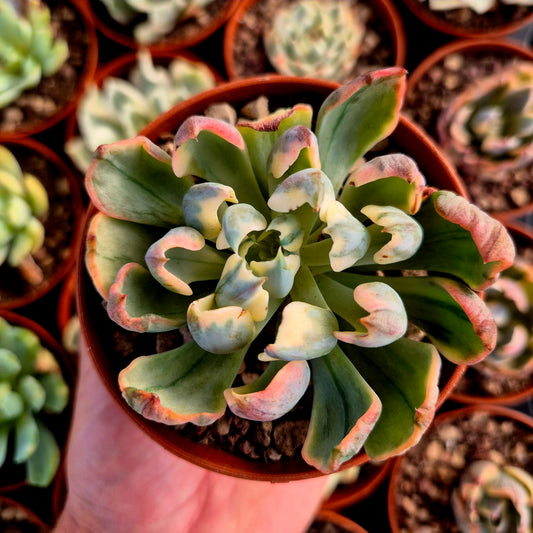 Echeveria "Raindrops" panaché