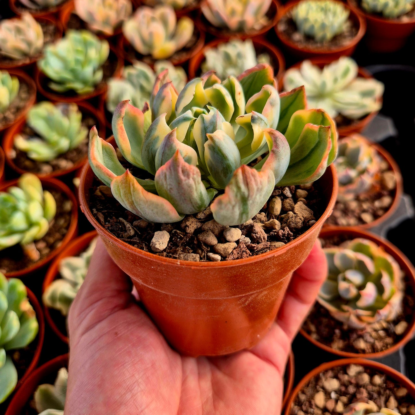 Echeveria "Raindrops" panaché