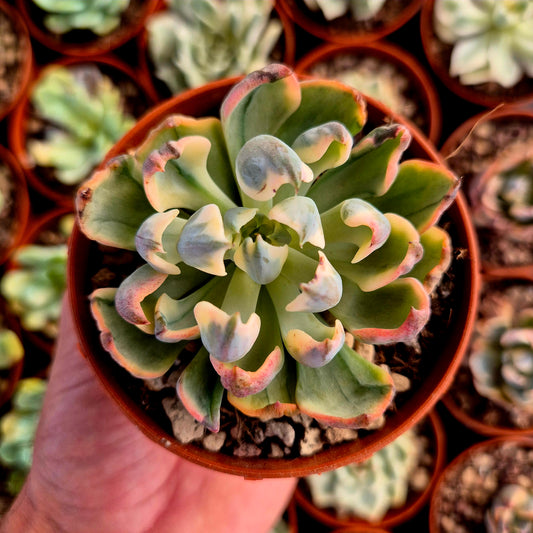 Echeveria "Raindrops" panaché