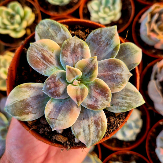 Graptopetalum superbem panaché