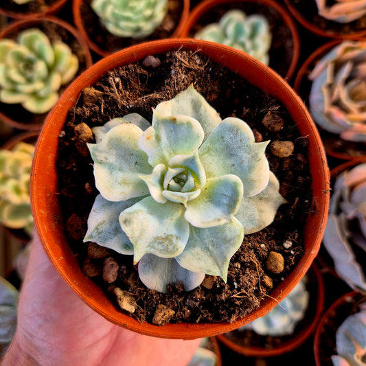 Echeveria lilas panaché