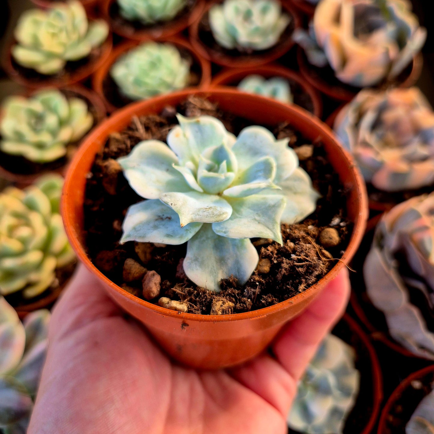 Echeveria lilas panaché