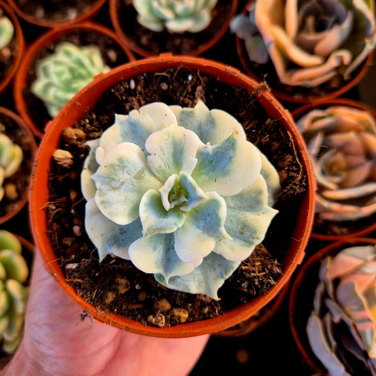Echeveria lilas panaché