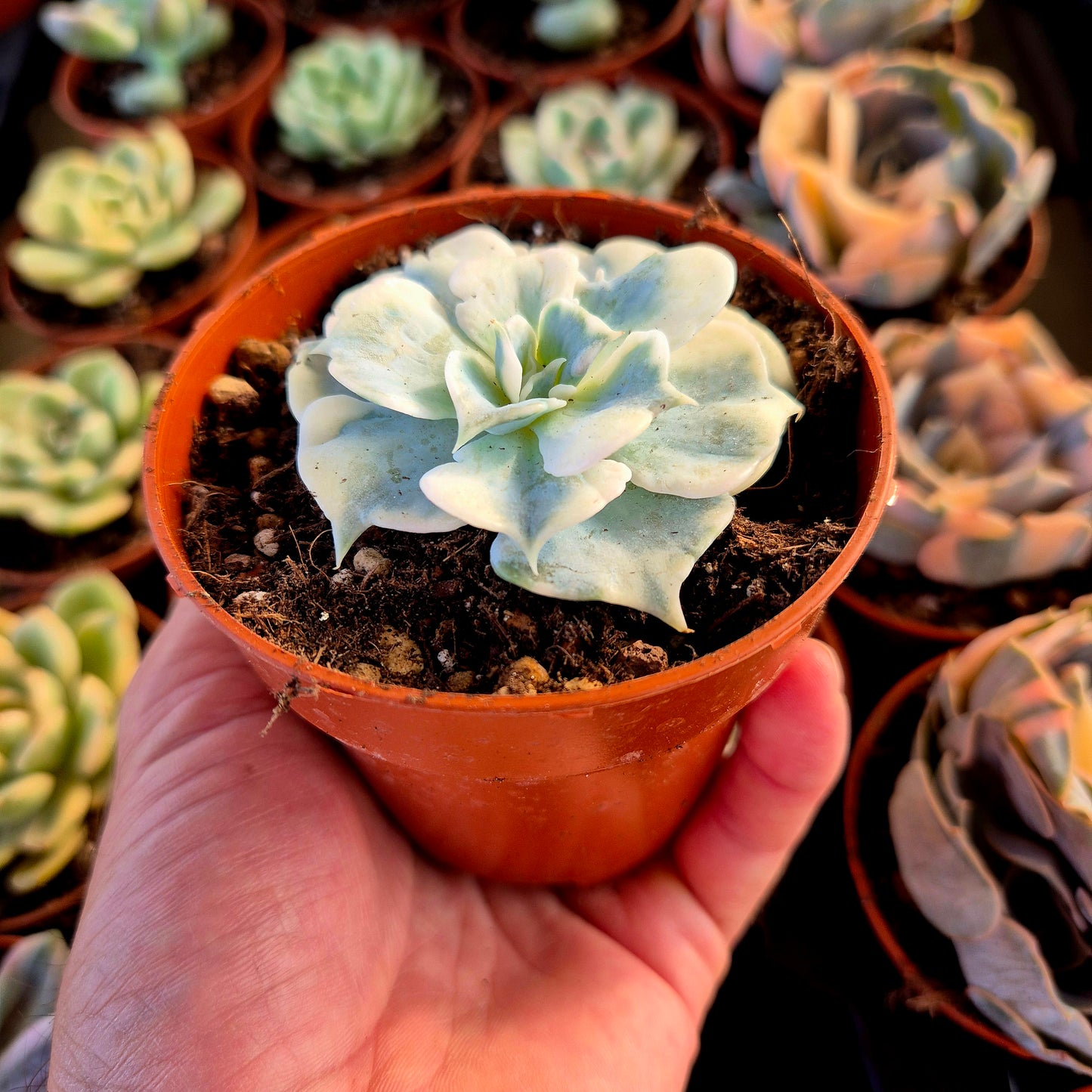 Echeveria lilas panaché