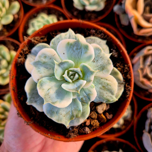 Echeveria lilas panaché