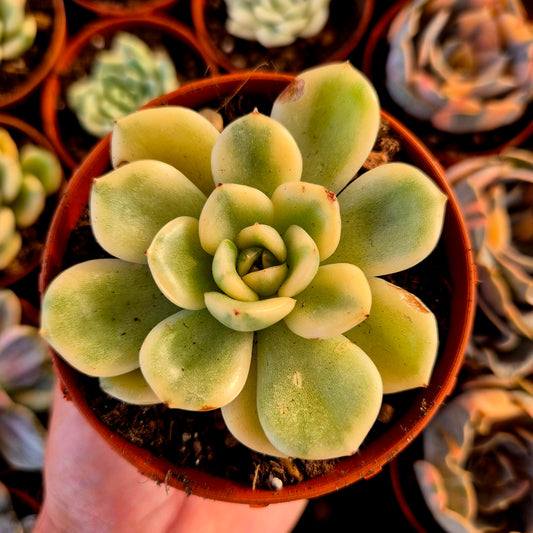 Echeveria "Puli-lindsayana" variegada