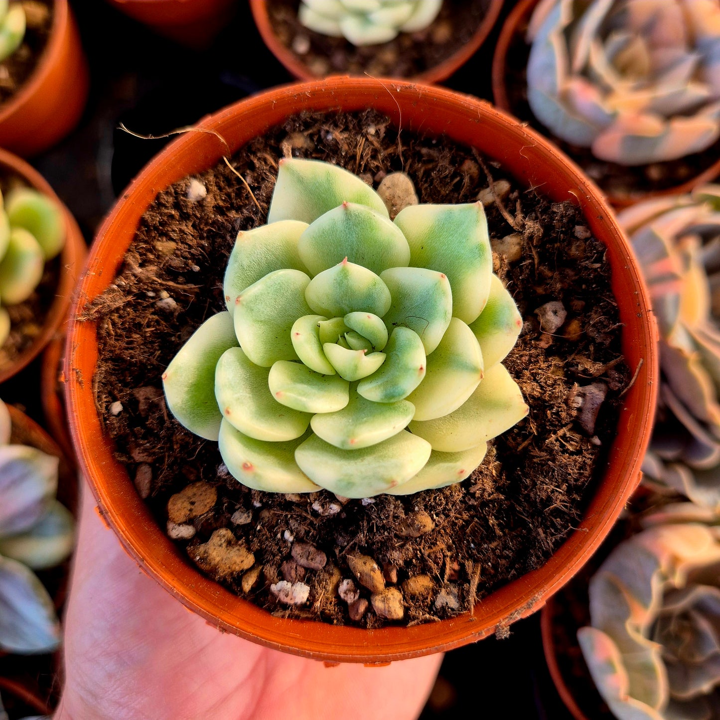 Echeveria "Tito" variegata