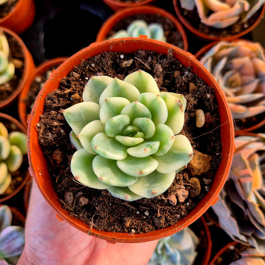 Echeveria « Tito » panaché