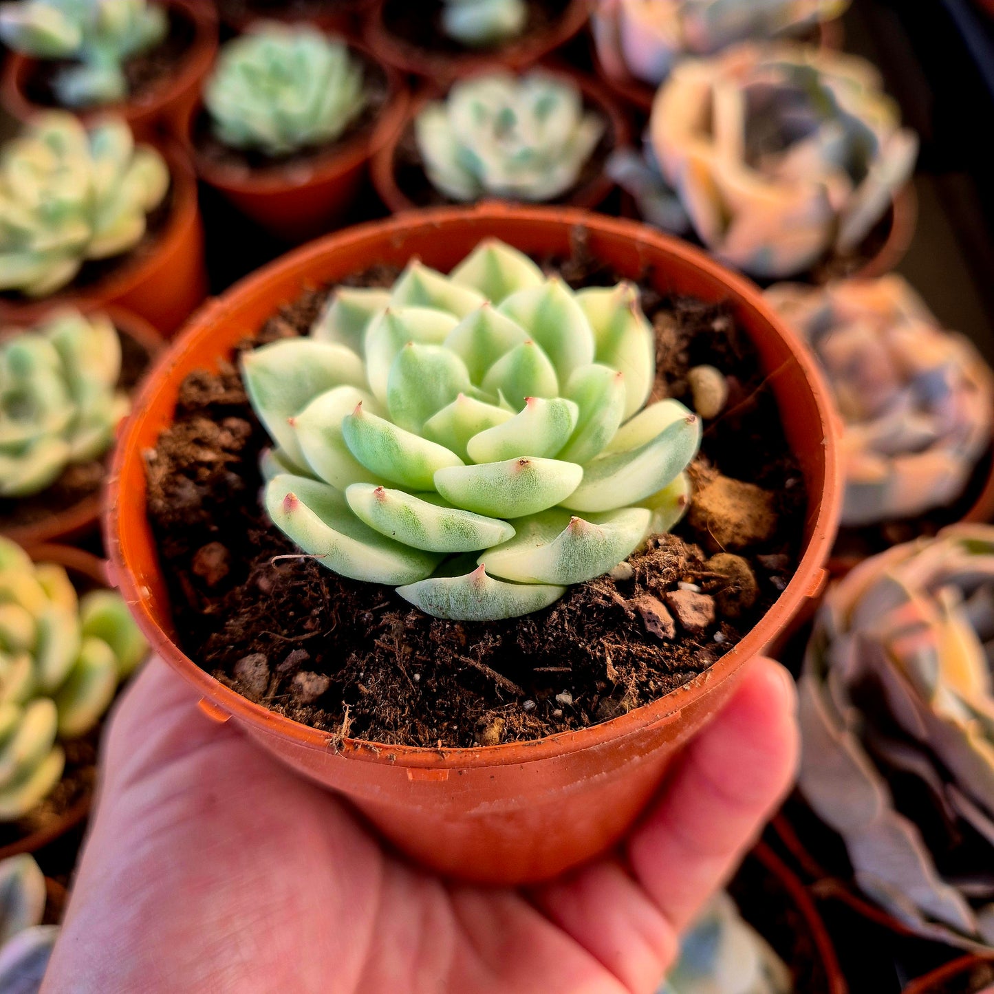Echeveria « Tito » panaché
