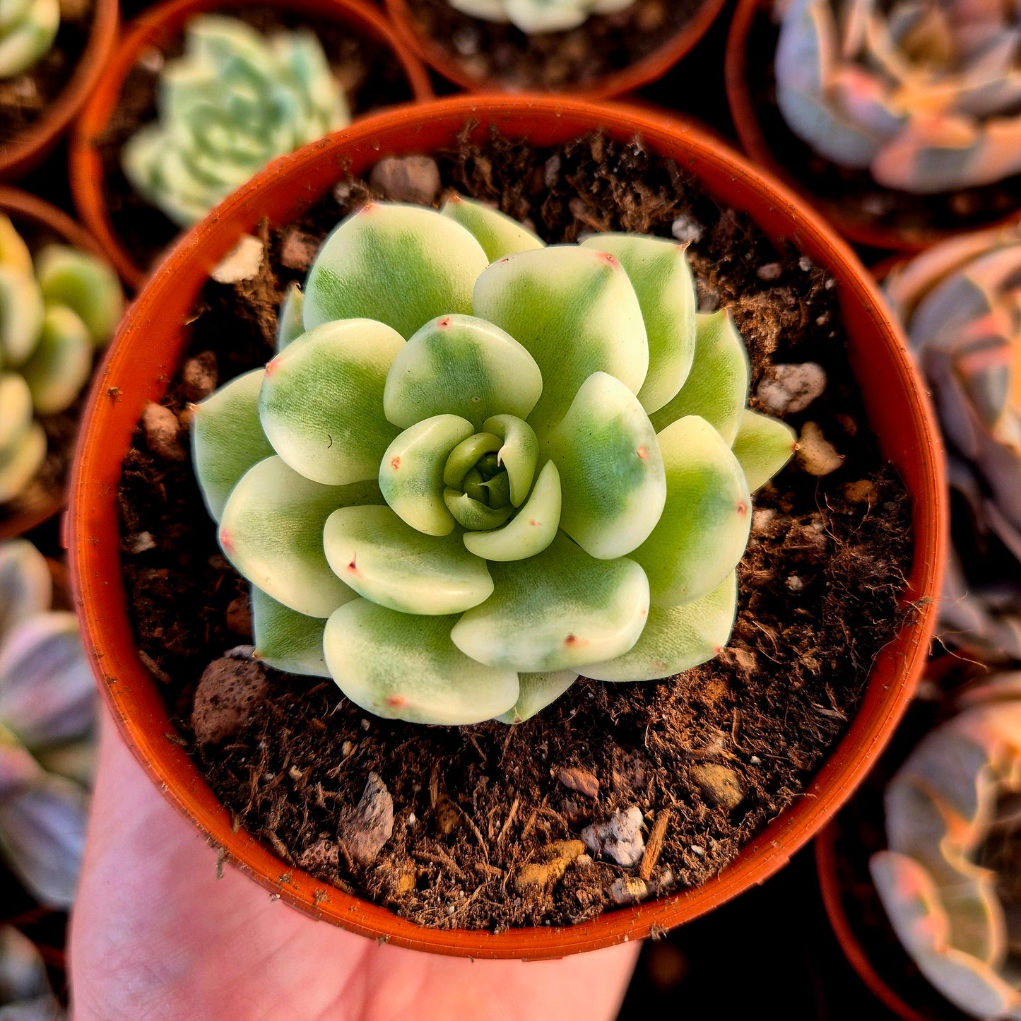 Echeveria « Tito » panaché