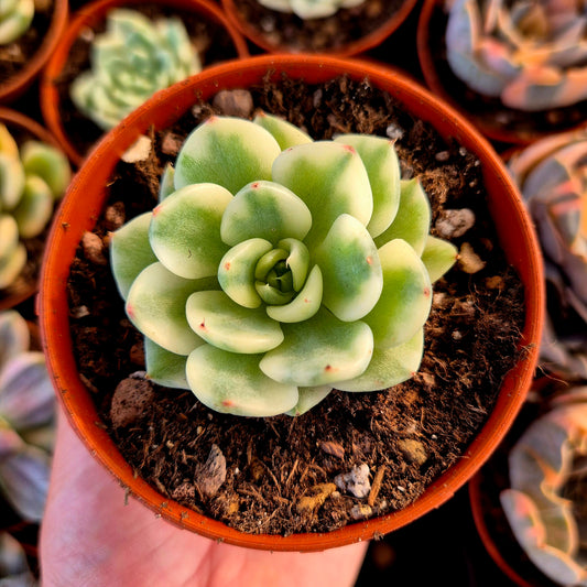 Echeveria « Tito » panaché