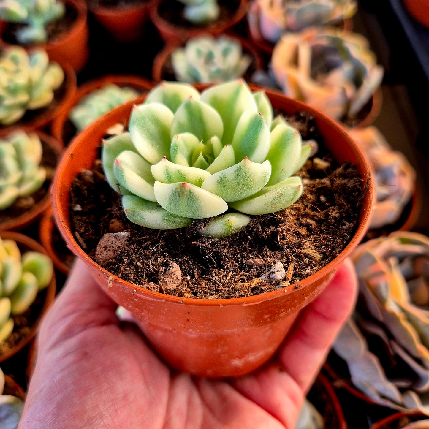 Echeveria « Tito » panaché