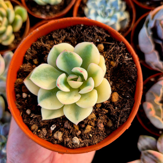 Echeveria "Pink Crystal" variegada