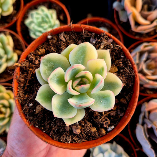 Echeveria "Pink Crystal" variegada