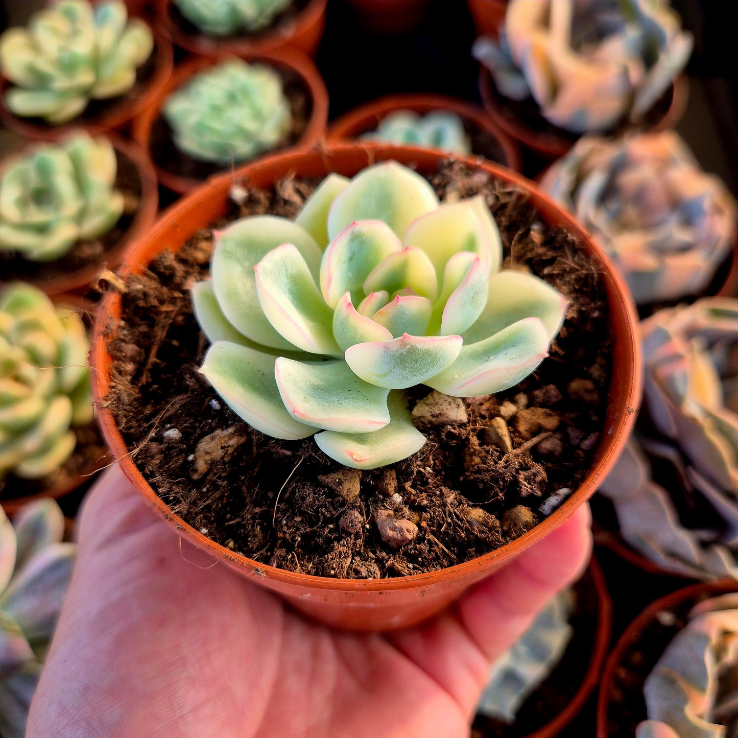 Echeveria « Pink Crystal » panaché