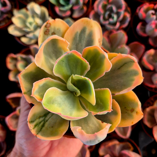 Echeveria « Chantilly Pink Angel » panaché