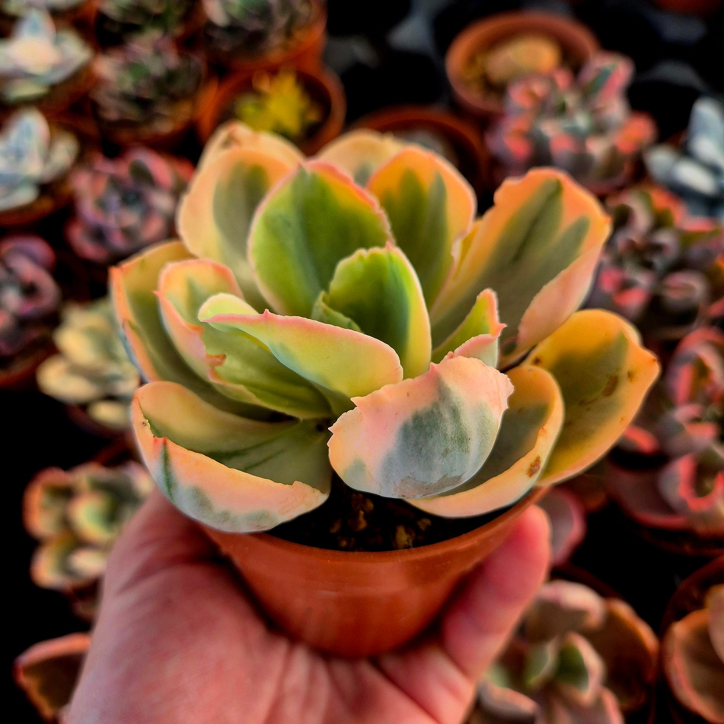 Echeveria « Chantilly Pink Angel » panaché