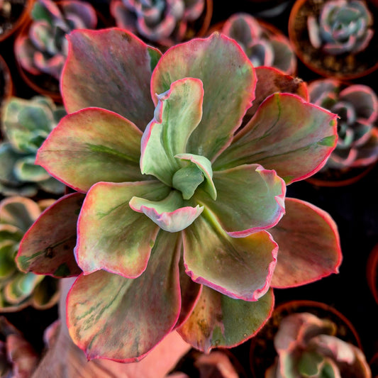Echeveria « Chantilly Pink Blush » panaché