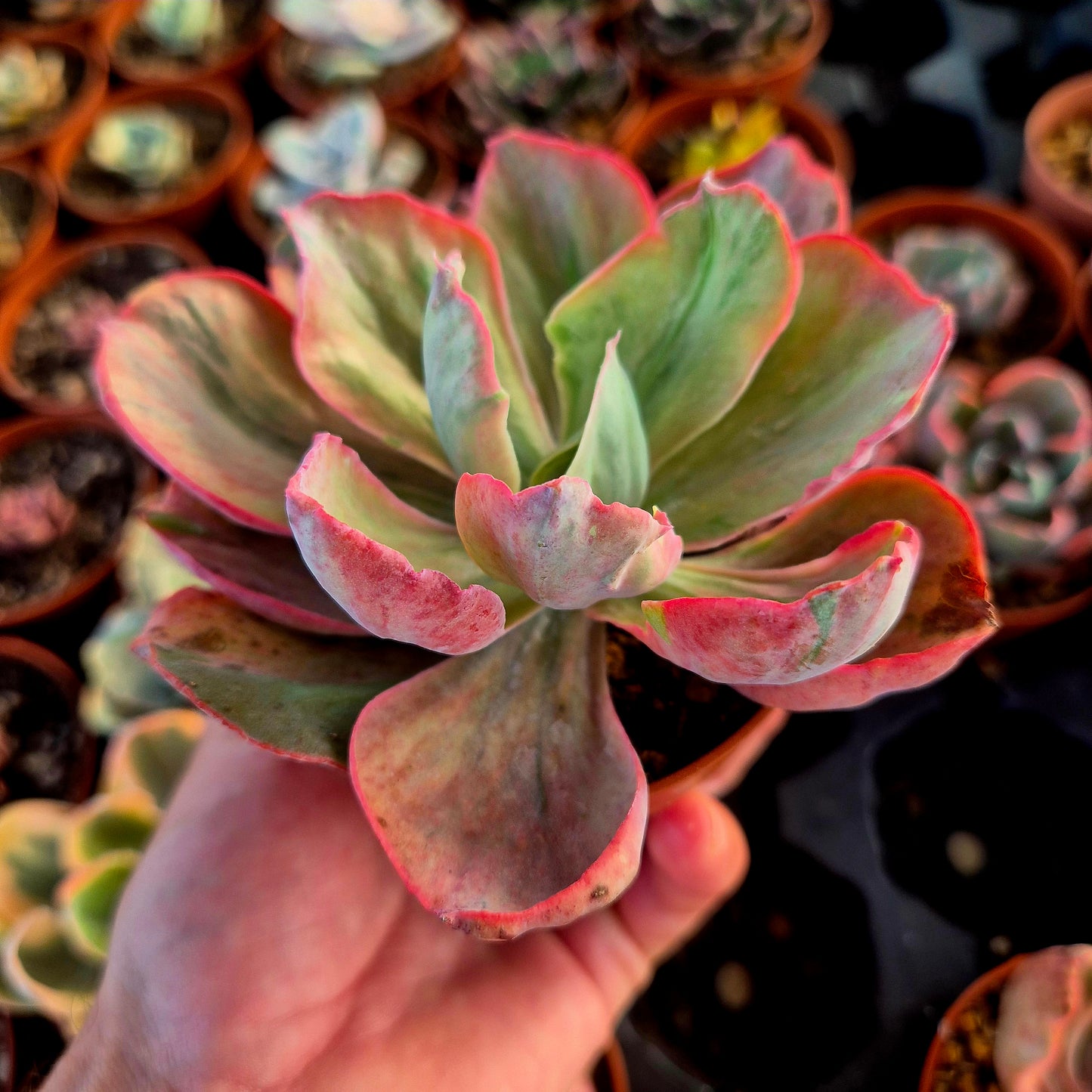 Echeveria « Chantilly Pink Blush » panaché