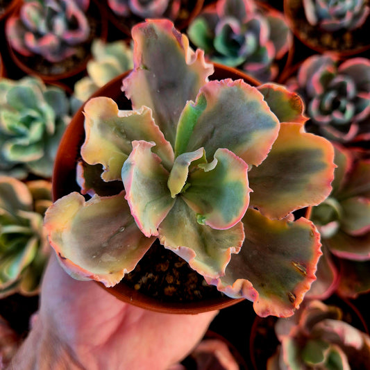 Echeveria « Chantilly Marginata » panachée
