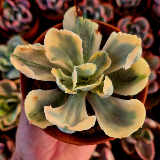 Echeveria « Chantilly White Angel » panaché
