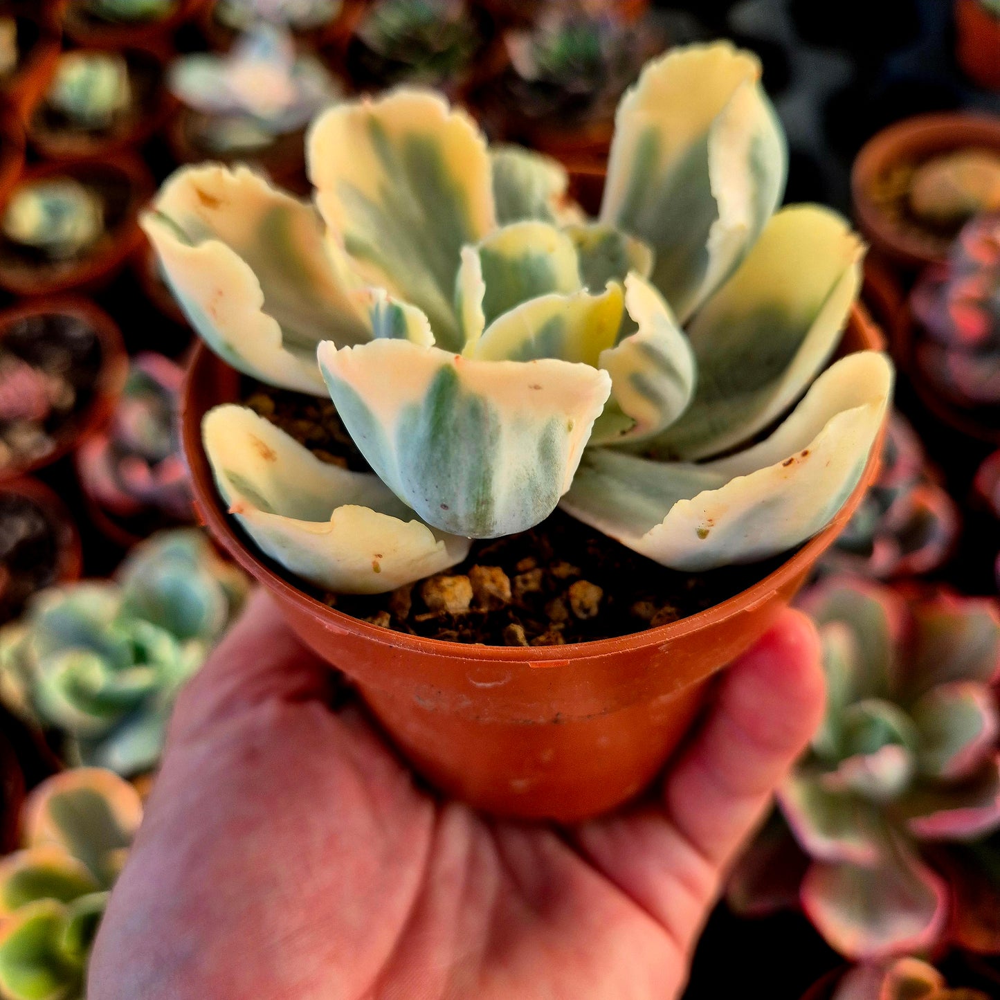Echeveria « Chantilly White Angel » panaché