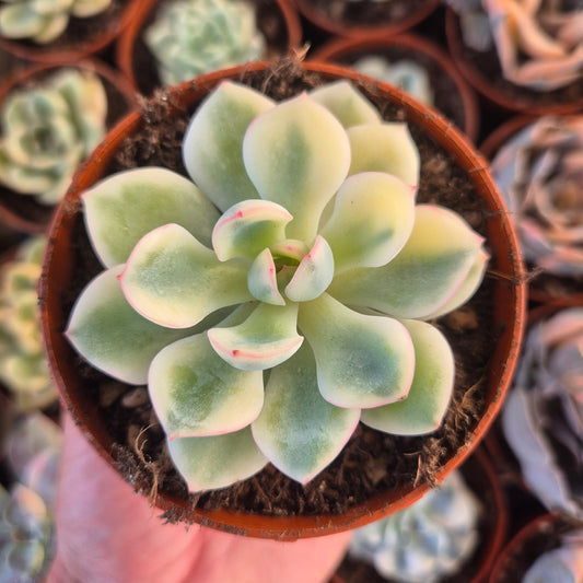 Echeveria "Pink Crystal" variegada