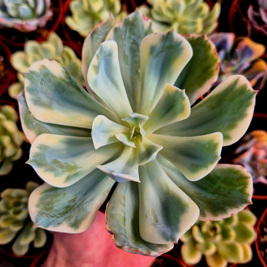 Echeveria "Imbricata" panaché