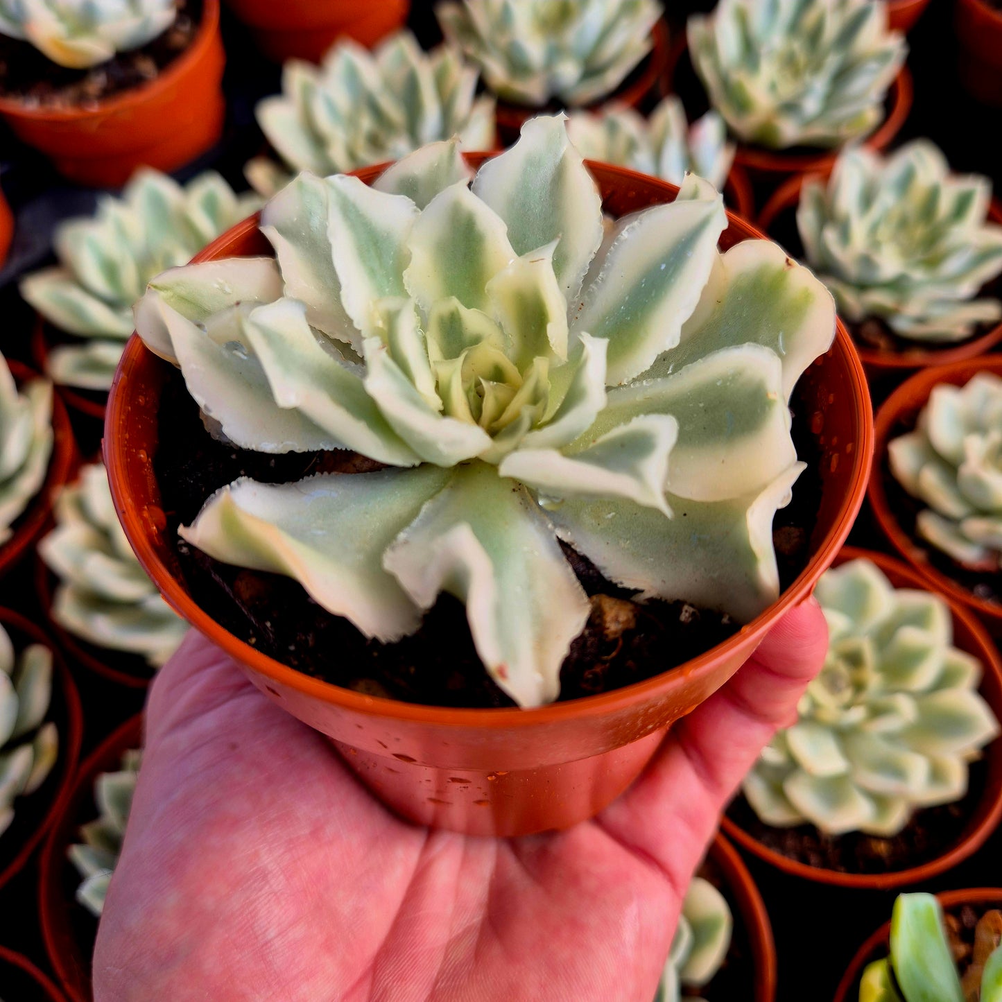 Echeveria "Purple Butterfly" variegada