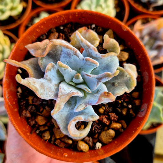 Echeveria « Queen Crown »