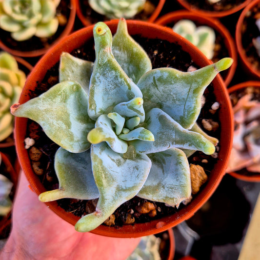 Echeveria « Queen Crown »